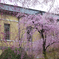 京都府庁のさくら