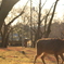 奈良公園