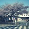 Sakura-walking