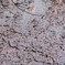 池桜