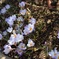 北川村｢モネの庭｣春の花
