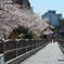 池袋　桜