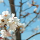 SAKURA08