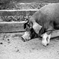 糞PIG