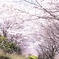 桜のアーケード