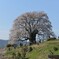 醍醐桜３ 南側