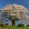 醍醐桜１　西側