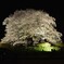 夜桜