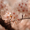 桜色