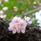 ここがボクの居場所なんだ。　桜