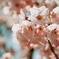 桜の花