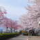 桜の咲く公園