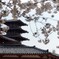 満開の寺院