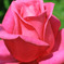 深紅の薔薇