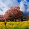 一心行の大桜