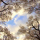 空、雲、桜