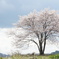 丘の上の桜