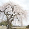 伊豆木の桜