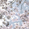 春・きらきら