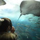 水族館でエイと