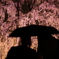 桜に誓う