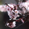 春。