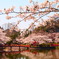 桜水面
