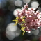 桜　- キラキラ -