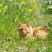 草むらで遊ぶ子猫