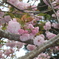 八重桜