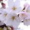 桜の簪