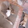 cat & dog