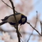 桜と四十雀