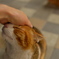 青山の猫