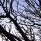 treetree