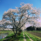 千本桜
