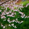 Cherry blossoms（雅）