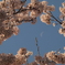 月と桜