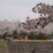 お花見いいなぁ～