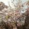 喜多家　しだれ桜