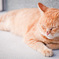neko001_Q8A1913
