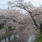 桜の堀尾跡公園　（６）