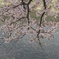 桜の堀尾跡公園　（７）