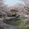 桜の堀尾跡公園　（８）