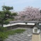 桜の堀尾跡公園　（９）