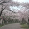 桜の堀尾跡公園　（１０）