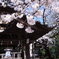 猿江神社の桜
