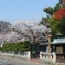 桜の国府宮神社　（２）