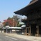 桜の国府宮神社　（３）