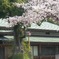 桜の国府宮神社　（４）